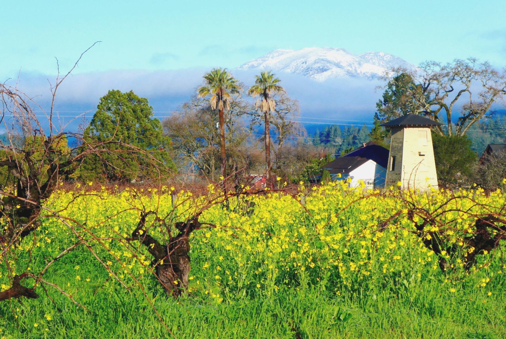 Spring in the vineyards, snow on Mount St. Helena